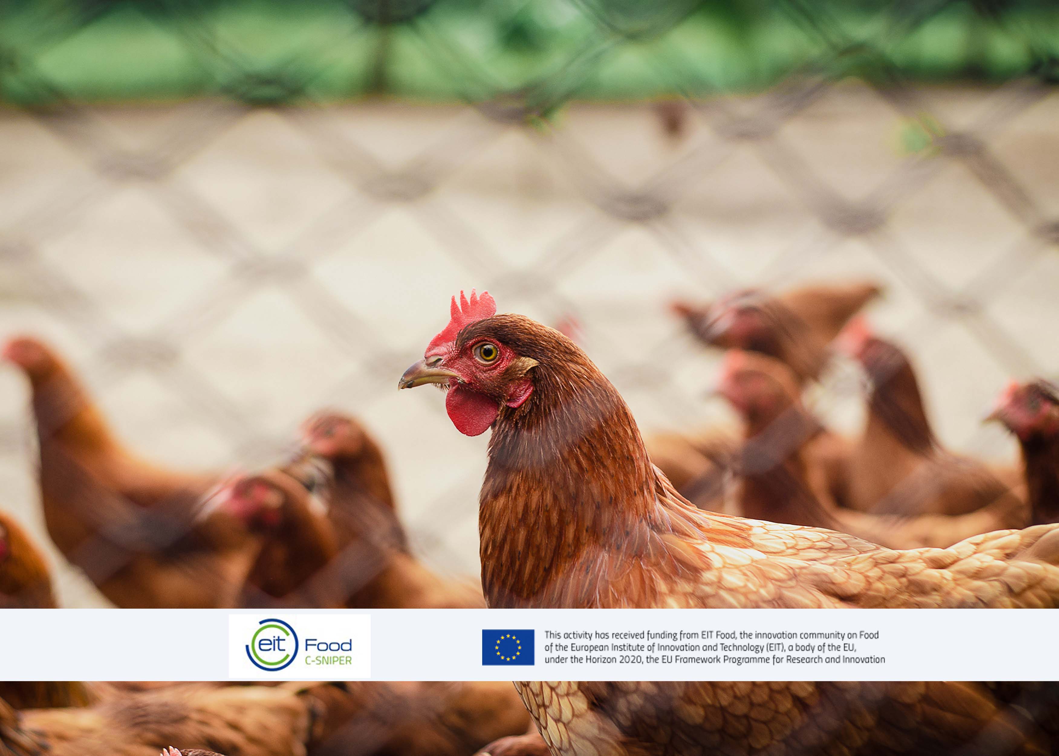 Campylobacter